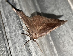 Eutrapela clemataria