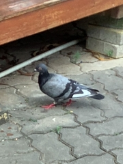 Columba livia domestica