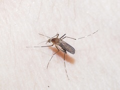 Aedes canadensis