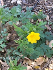 Ranunculus macranthus
