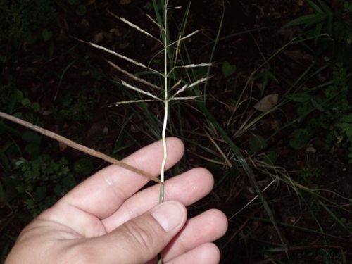 Bothriochloa bladhii observed 2023-02-20