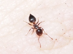 Crematogaster pilosa