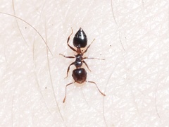 Crematogaster pilosa