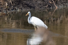 Ardea alba