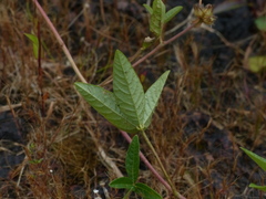 Flemingia gracilis