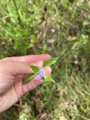 Praxelis clematidea