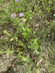 Praxelis clematidea