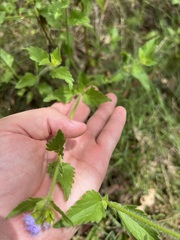 Praxelis clematidea