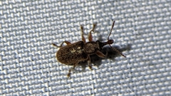 Cimberis elongata