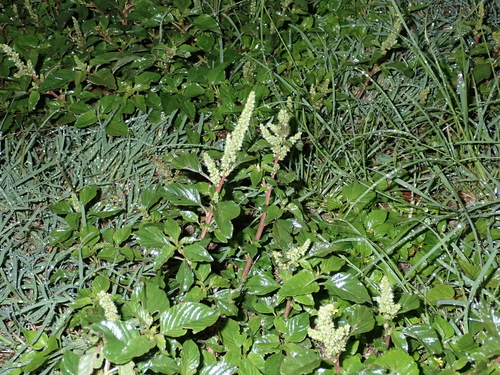 Amaranthus hybridus observed 2023-02-20