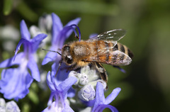 Apis mellifera