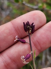 Caulanthus heterophyllus