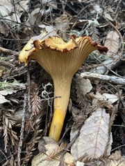 Cantharellus