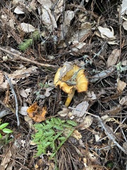 Cantharellus