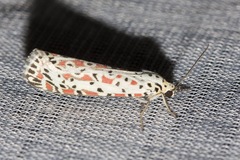 Utetheisa pulchelloides