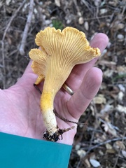 Cantharellus