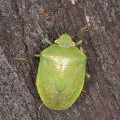 Nezara viridula