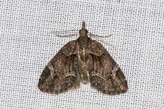 Microdes diplodonta