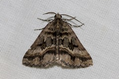 Dichromodes longidens