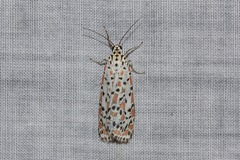 Utetheisa pulchelloides