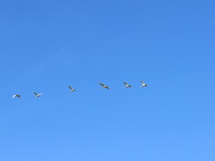 Cygnus columbianus