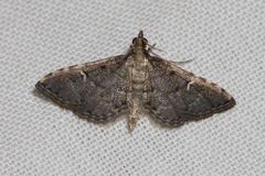 Metasia capnochroa