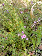 Tetratheca thymifolia