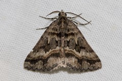 Dichromodes longidens