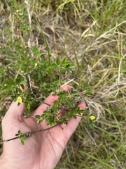 Stylosanthes viscosa