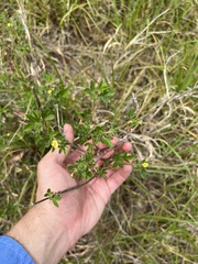 Stylosanthes viscosa