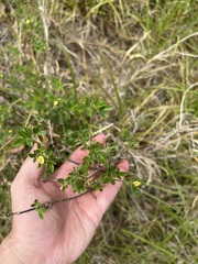 Stylosanthes viscosa