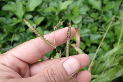 Paspalum fimbriatum