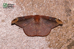 Oreta griseotincta