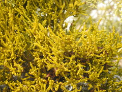 Phoradendron juniperinum