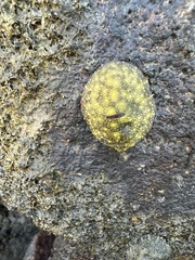 Onchidella nigricans