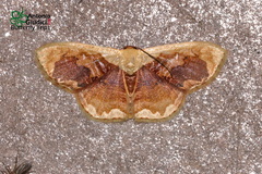 Lipomelia subusta