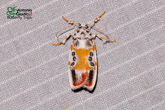 Cyana gelida