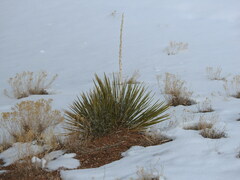 Yucca angustissima