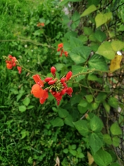 Phaseolus coccineus