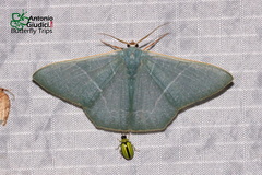 Pelagodes antiquadraria