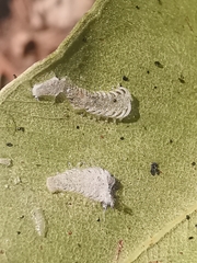 Eucalyptolyma