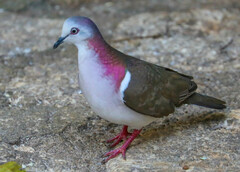 Leptotila jamaicensis