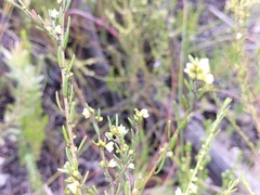 Clutia ericoides