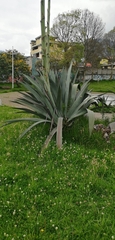 Agave marmorata