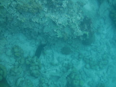 Holothuria mexicana