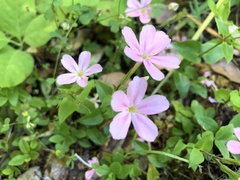 Phlox adsurgens