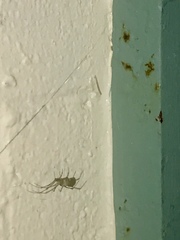 Arachnida