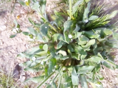 Plagiobothrys arizonicus