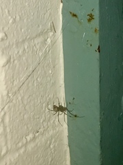 Arachnida