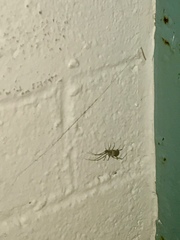Arachnida